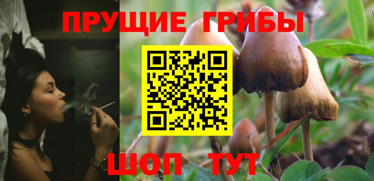 Псилоцибиновые грибы Cubensis Владивосток